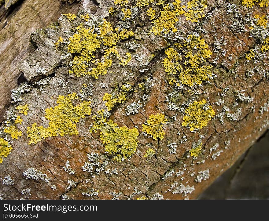 Various Lichen on tree trunk