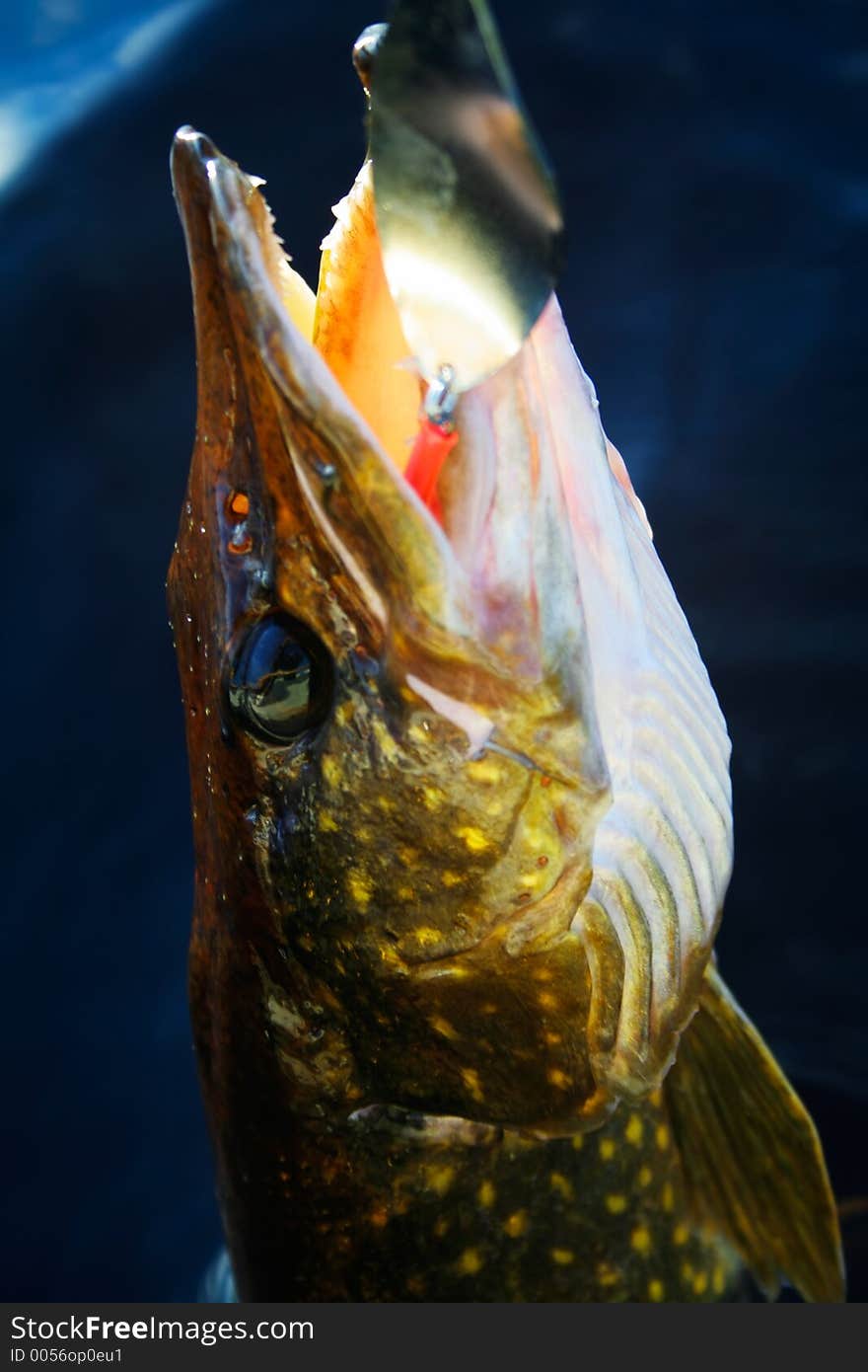 A big pike is about to be taken to the boat