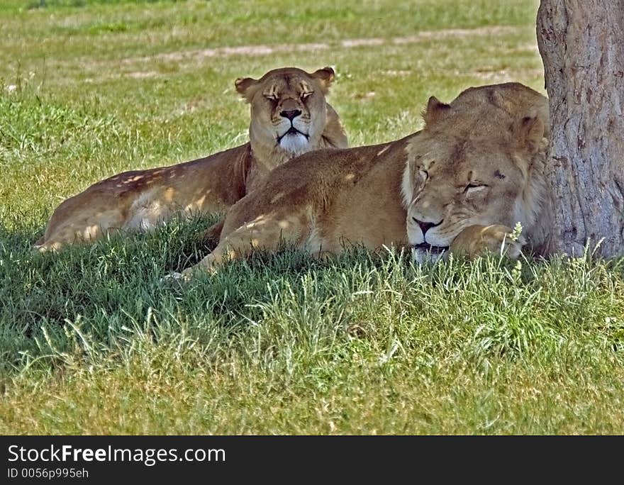 Lions sleeping under a tree. Lions sleeping under a tree