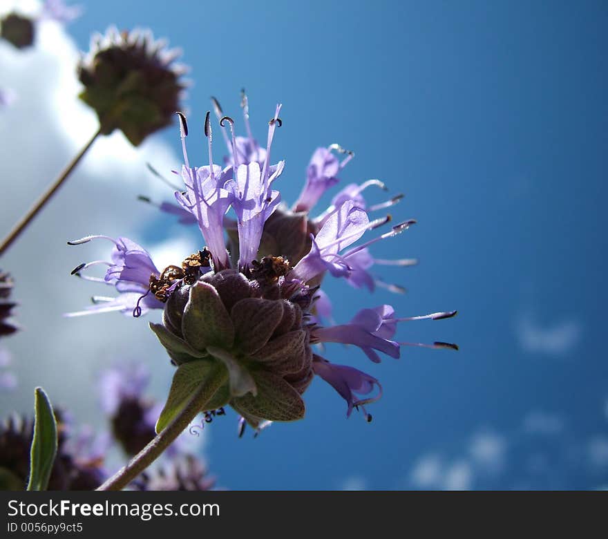 Outline Of Flower On Blue Sky