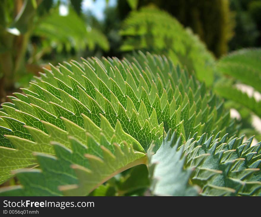 Detail of a leaf of a palm-tree like plant. Detail of a leaf of a palm-tree like plant