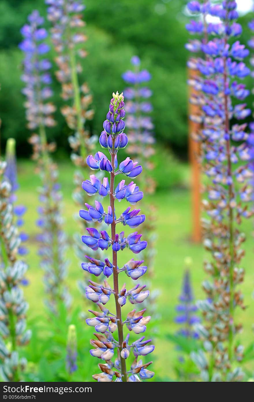 Spring blooming lupine flowers; purple spires. Spring blooming lupine flowers; purple spires