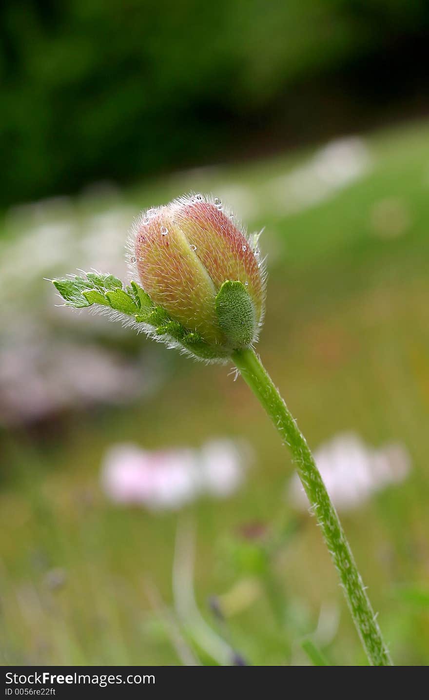 Pod with dew