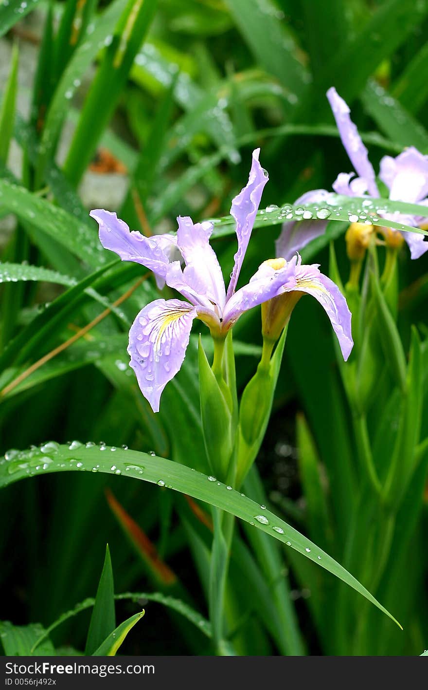 Blooming iris after spring shower. Blooming iris after spring shower