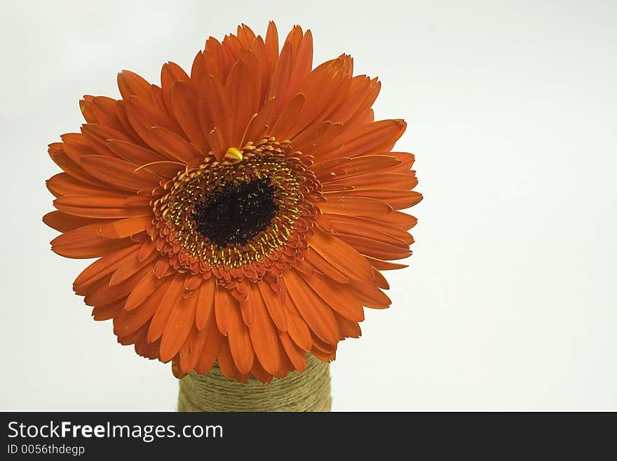 Orange gerbera in a vase against white background