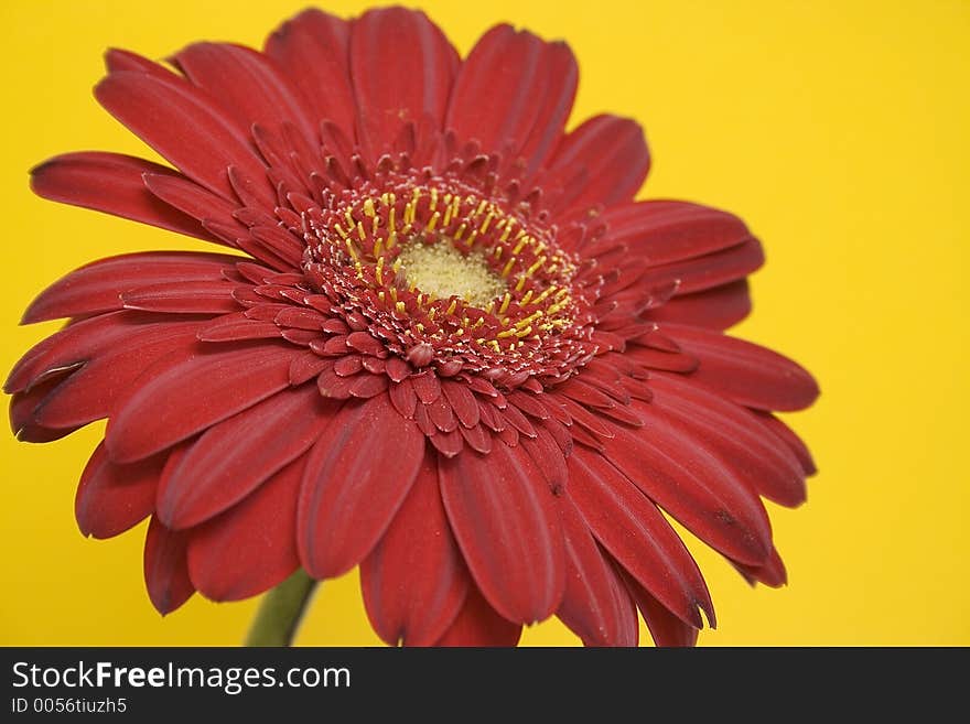 Red gerbera on yellow background