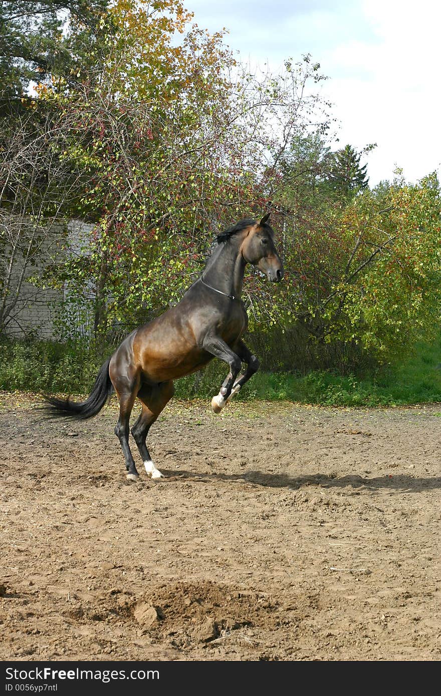 Horse standing on two legs