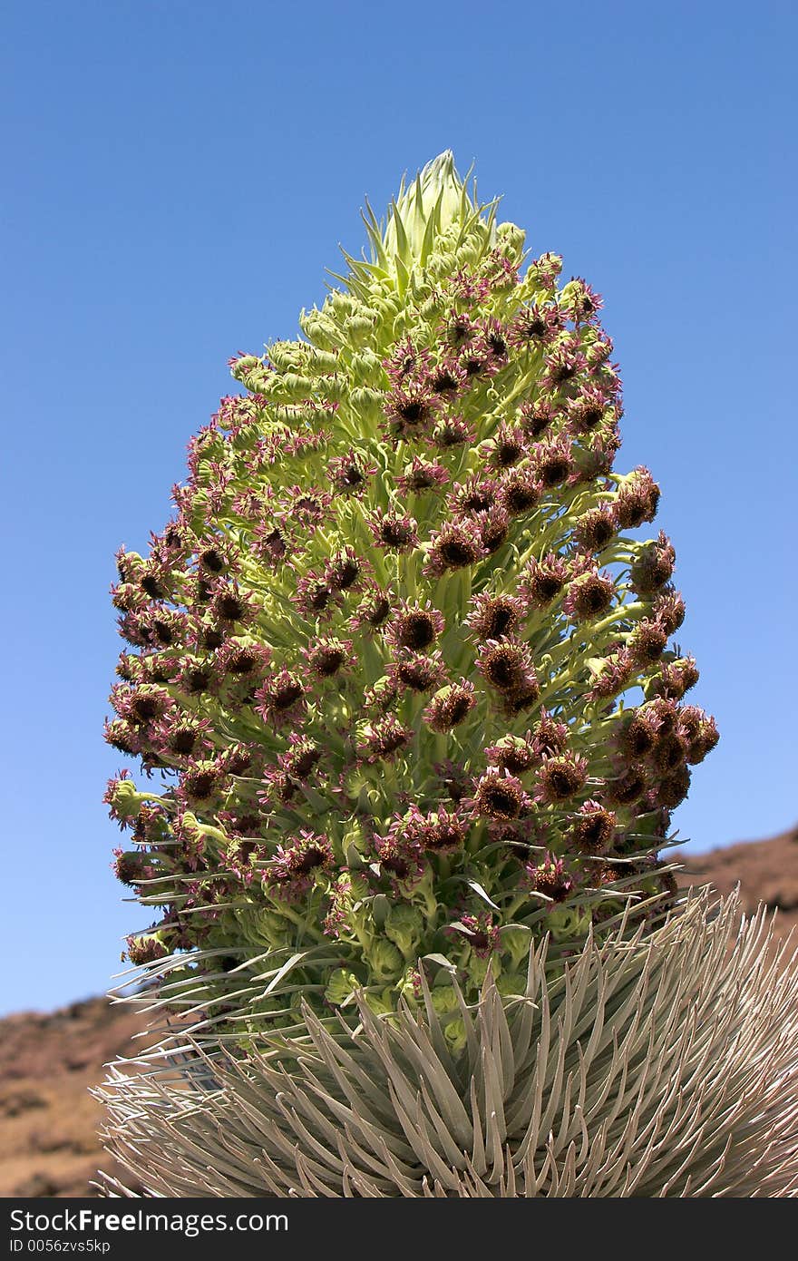 Silversword