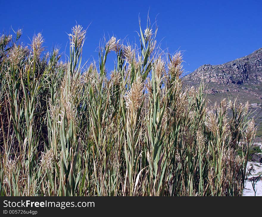 Grass against the Sky