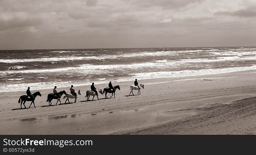 Danish horses on a beach in the summer. Danish horses on a beach in the summer