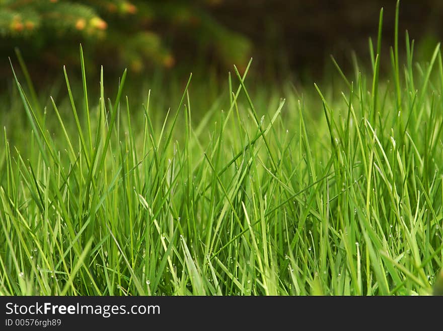 Closeup of green grass, with pinetree blurry in the background