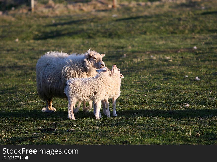 Two lambs nuzzling each other with mother in background