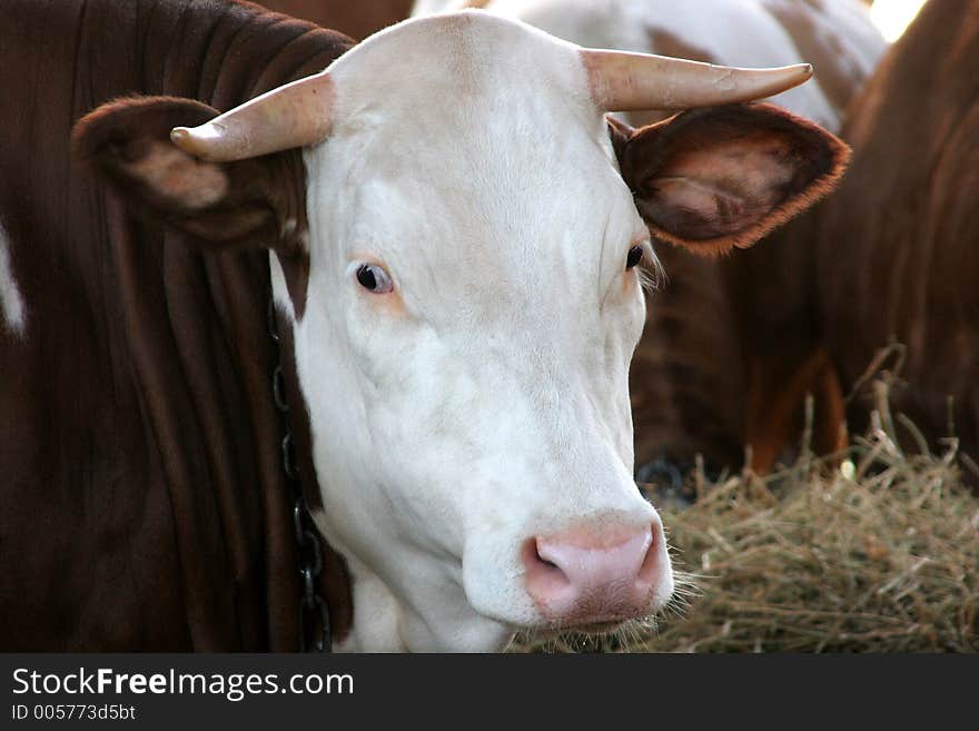 Cow in the farm--close up of the face showing texture of coat. Cow in the farm--close up of the face showing texture of coat