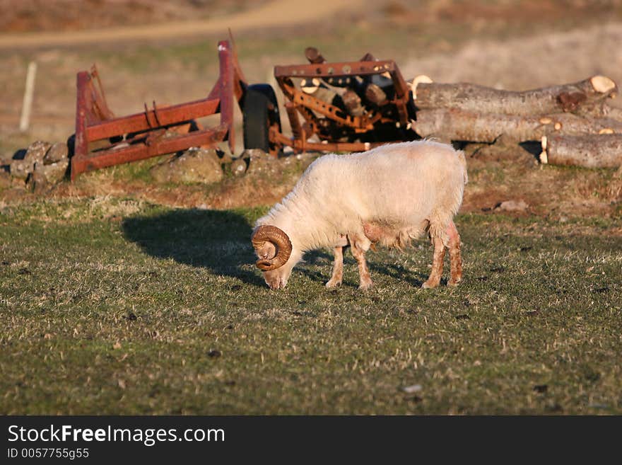 A ram grazing in a field all by himself, old rusty farm equipment in the background. A ram grazing in a field all by himself, old rusty farm equipment in the background