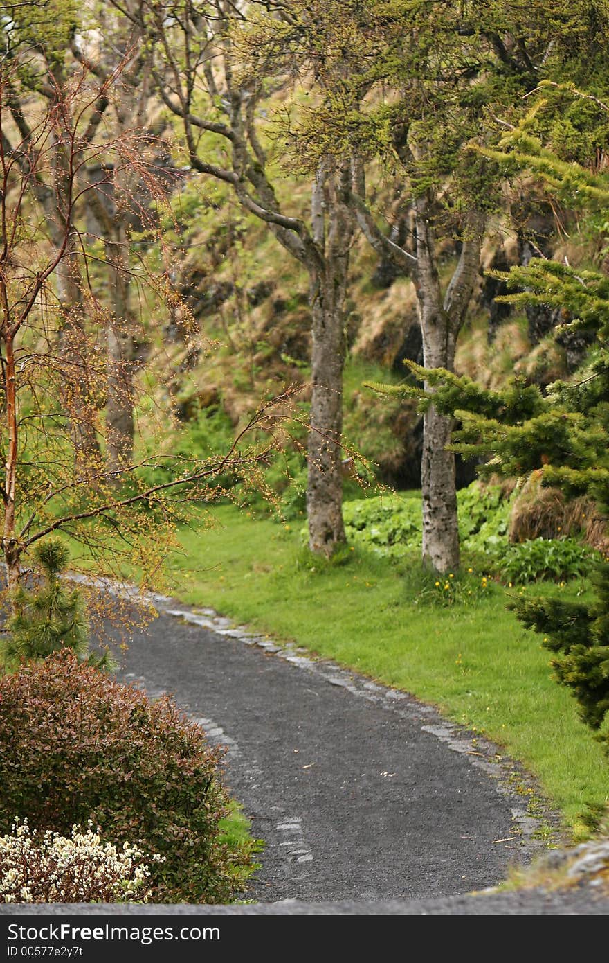 Rainy garden