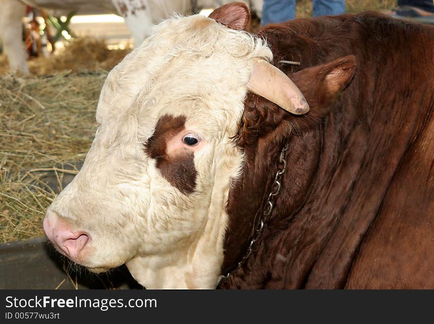 Thumping bullock in farm