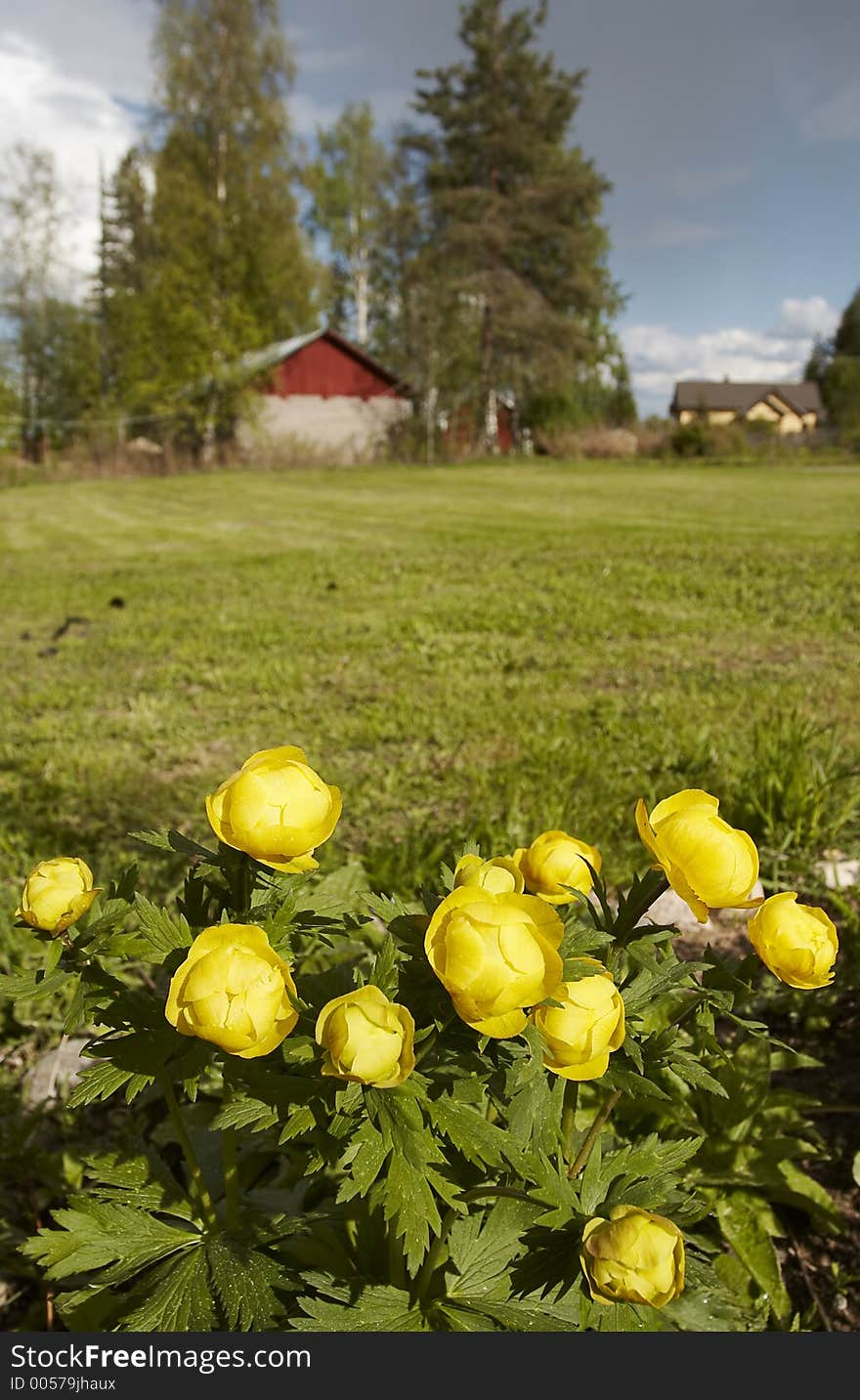 Countryside spring landscape