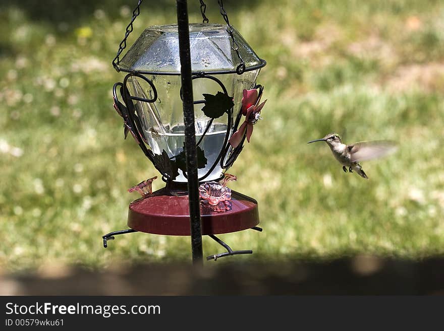 Female Ruby Throated Hummingbird at a Feeder. Female Ruby Throated Hummingbird at a Feeder