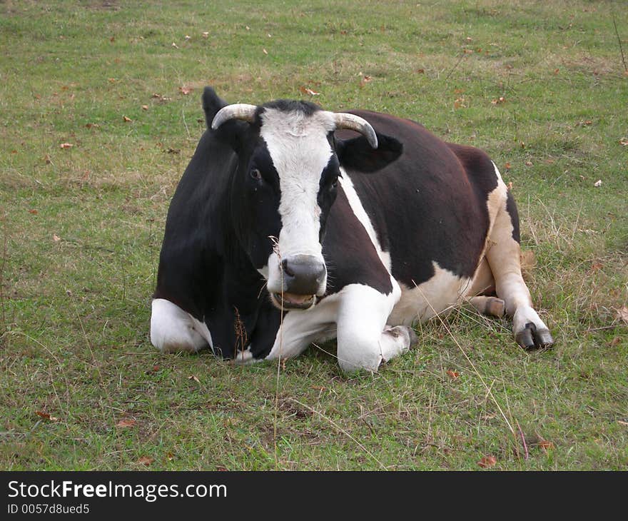 The cow on a meadow