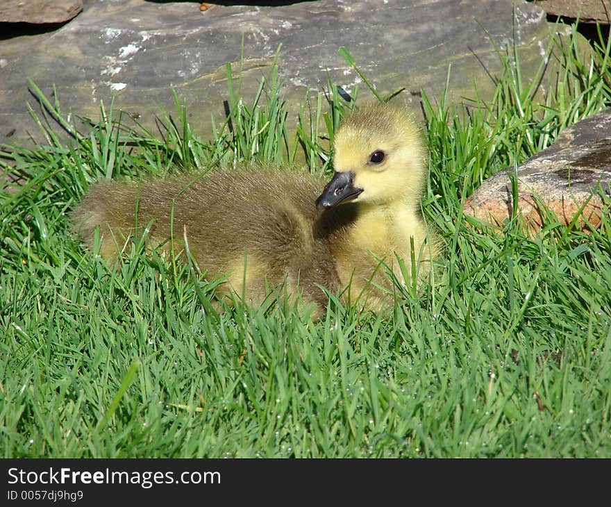 Baby Goose