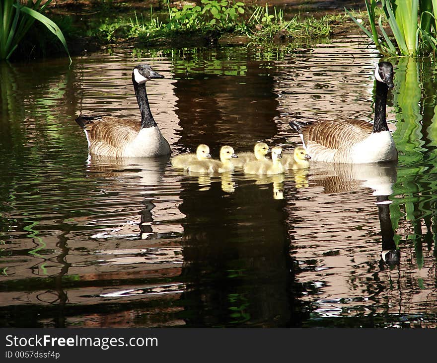 Family of geese swimming in a neighbors pond; mother and father very protective of their little ones