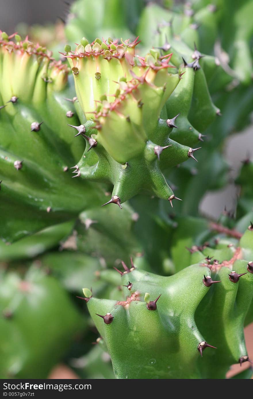 Thai Cactus in bloom