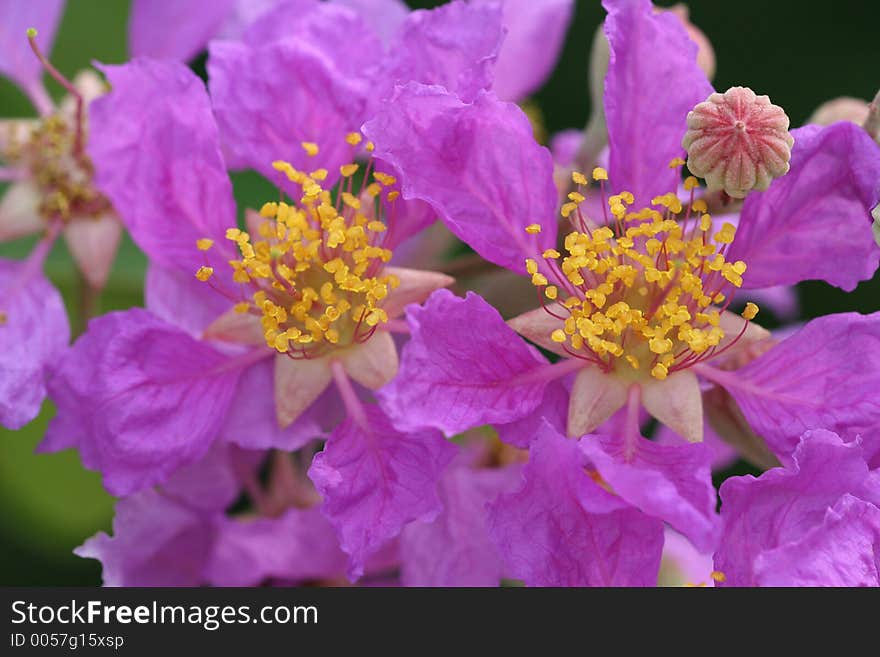 Purple Flowers in Bloom