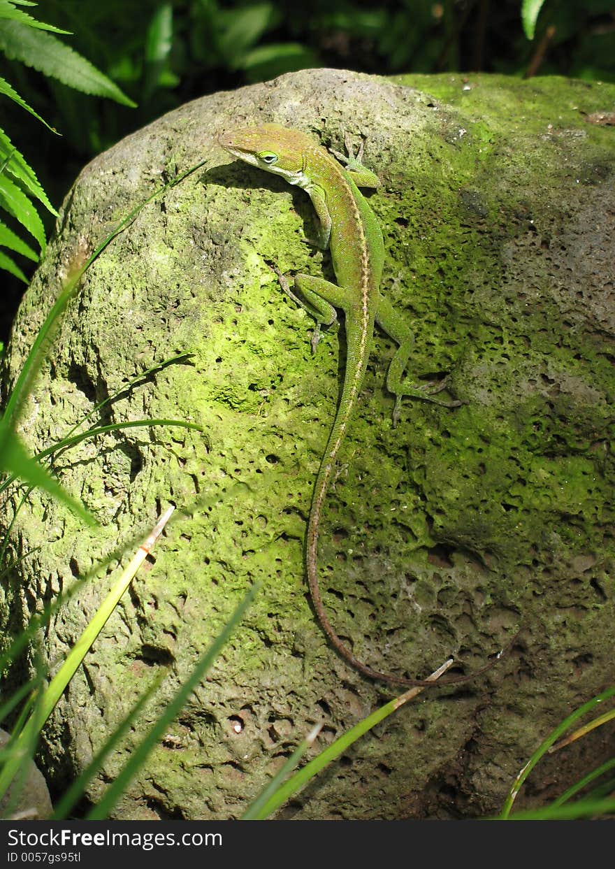 Lizard on a rock in maui