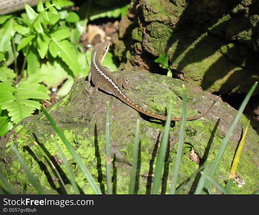 Lizard on a rock in Maui