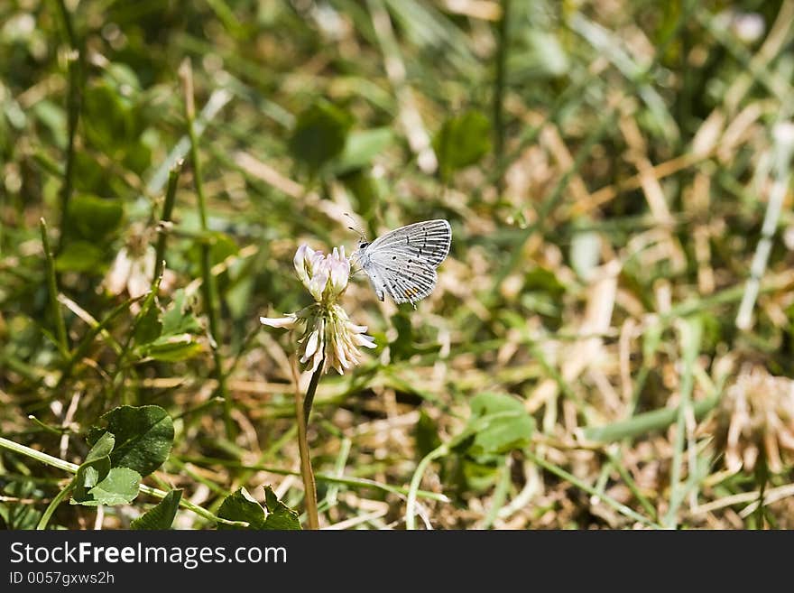 Eastern Tailed-Blue Butterfly on Clover