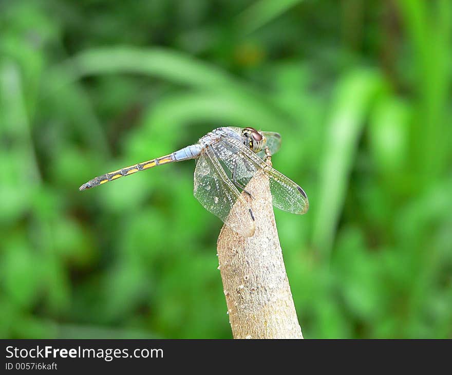 Drogon Fly in Sri Lanka