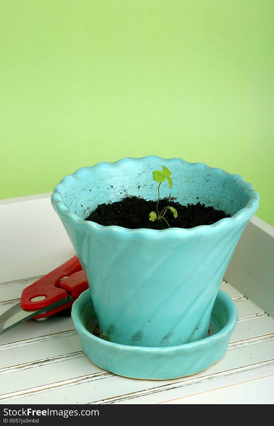 Blue flower pot with growing seedling; growth; gardening; arrival of spring. Blue flower pot with growing seedling; growth; gardening; arrival of spring