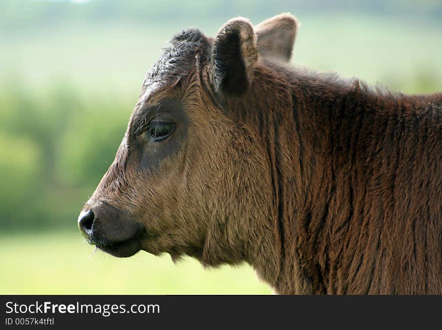 Cuddly calf