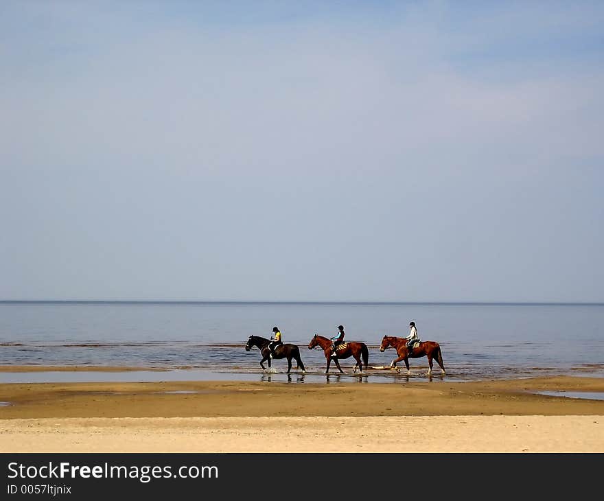 Horses on seacoast.