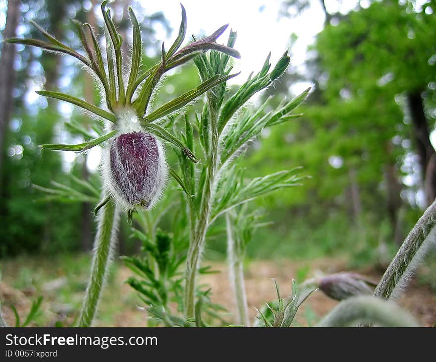 Wood flower.