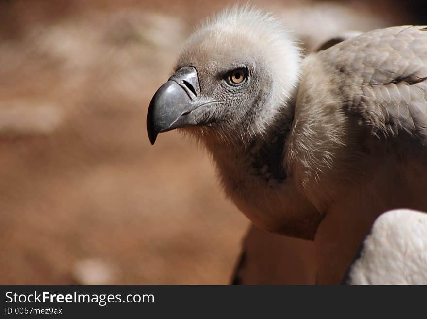 A landscape view of a Cape Vulture's head.