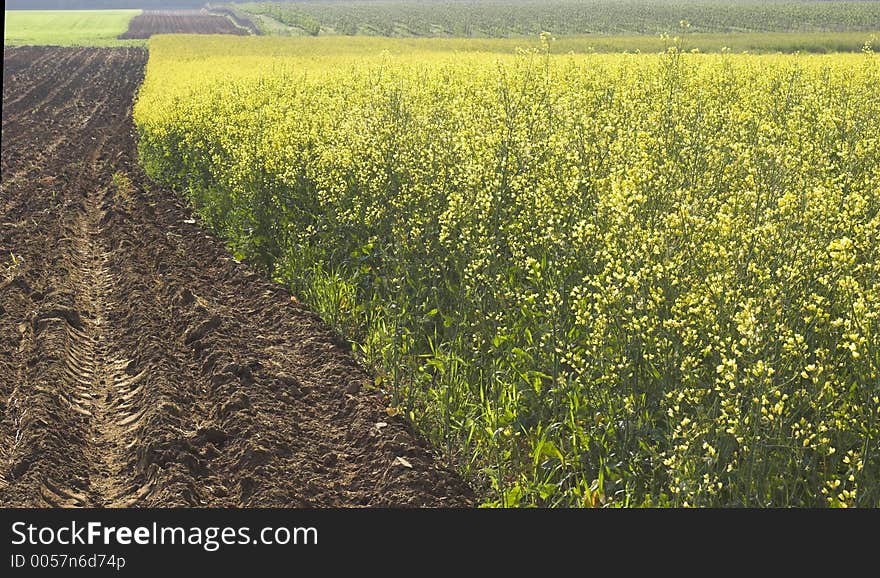 Springtime field