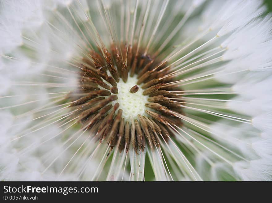 Dandelion