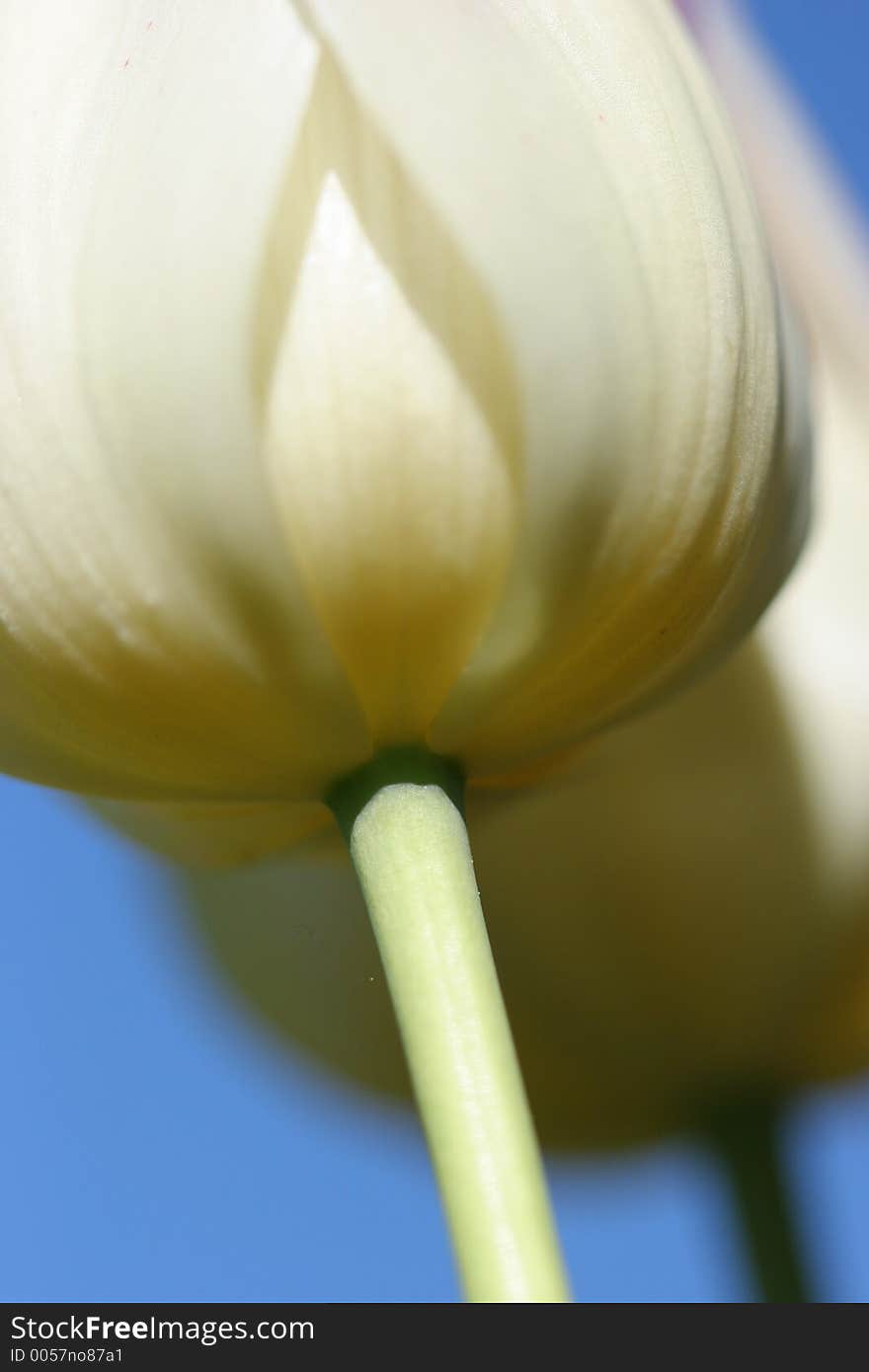 UNder the Tulip - Bugs View. UNder the Tulip - Bugs View