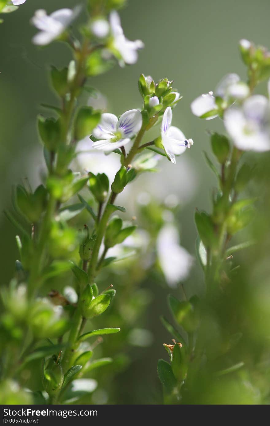 White Violets