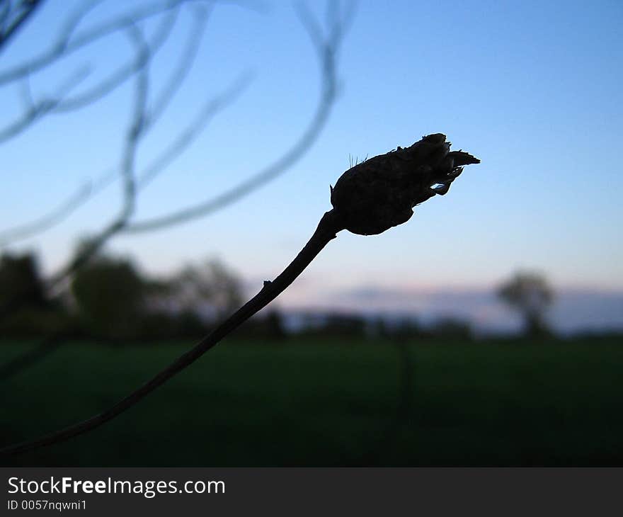 A plant at night