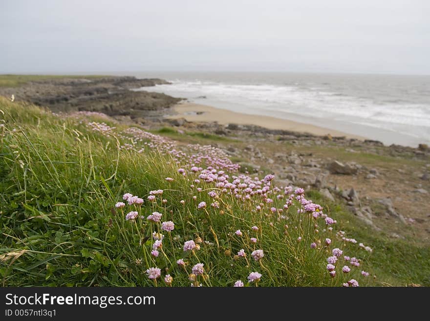 Sea Pink (Armeria maritima) or Thrift.