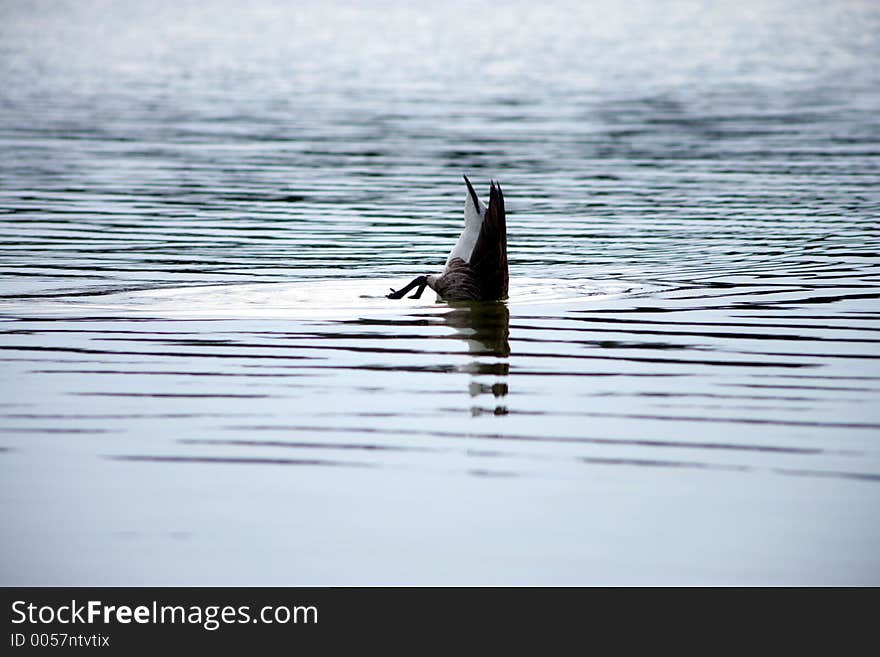 Diving duck, searching for some food.