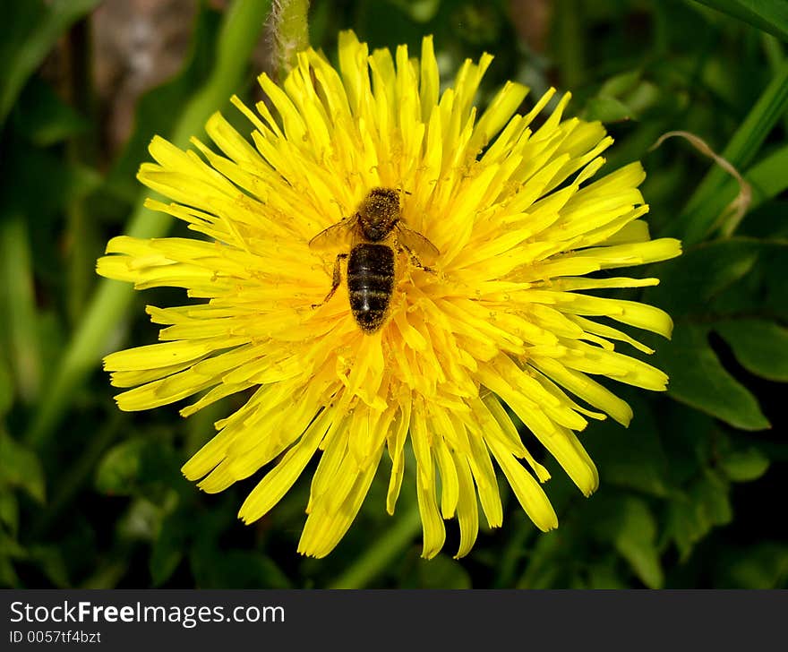 Dandelion