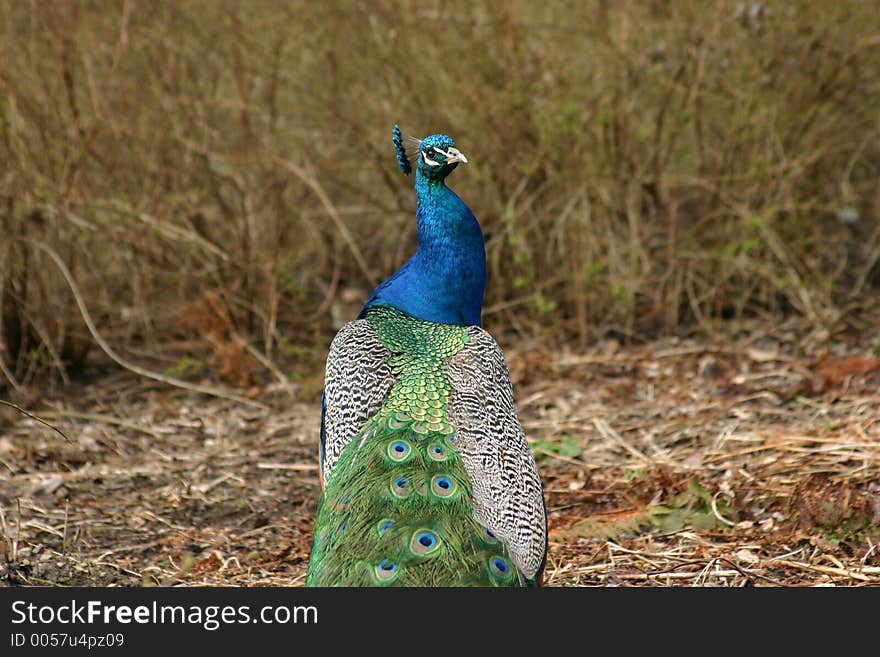 Indian Peafowl (Pavo cristatus) see from the backside in gardens of Chevetogne (Belgium) during the spring-time. Indian Peafowl (Pavo cristatus) see from the backside in gardens of Chevetogne (Belgium) during the spring-time