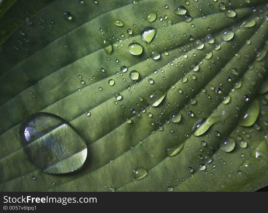 Waer droplets on a Hosta leaf. Waer droplets on a Hosta leaf