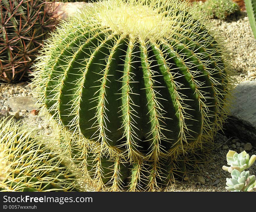 Spherical cactus