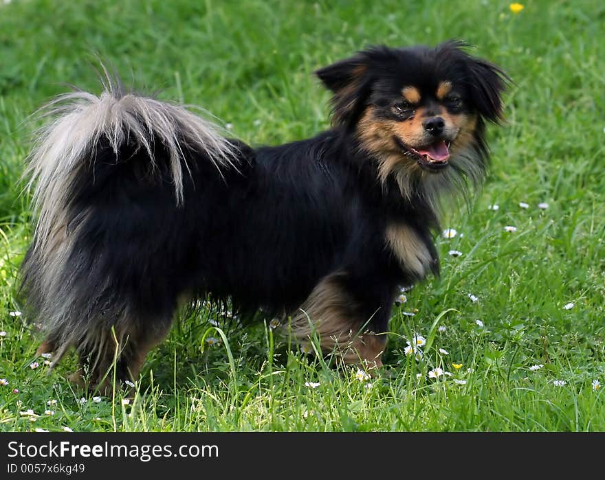 Dog on the meadow. Dog on the meadow