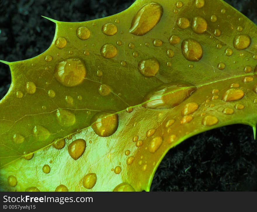 Raindrops on holly leaf