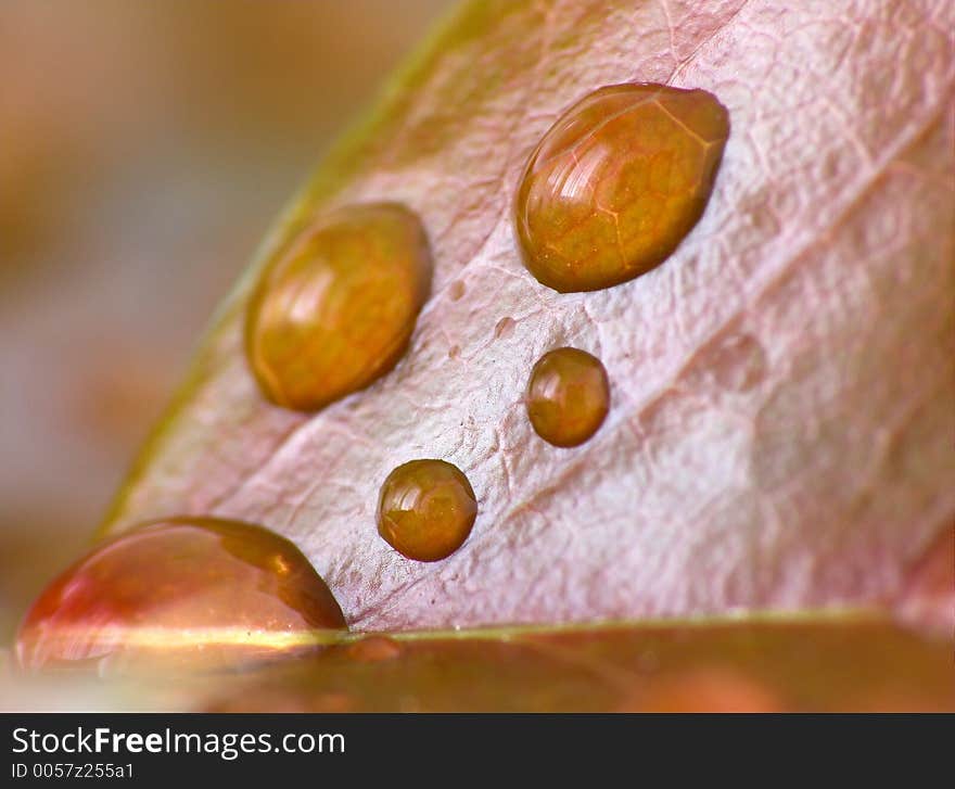 Raindrops on a leaf